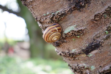 木に登り雨を待つカタツムリ