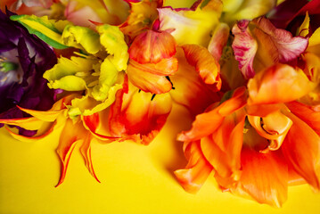Fototapeta na wymiar nice spring flowers - colorful tulips