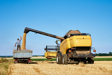 Combine harvester pours grain into back of tractor in wheat field, Harvesting machine working at...