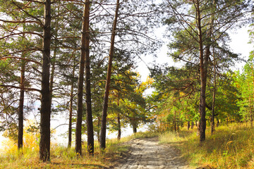 Calm fall season. Beautiful landscape with road in autumn forest. Pine and maple trees with yellow and orange leaves