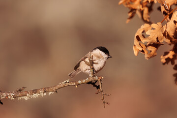 carbonero palustre, poecile palustris