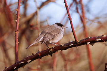 carbonero palustre, poecile palustris