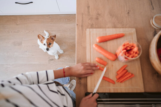 Dog looking at woman cutting carrot at kitchen counter in home - Powered by Adobe