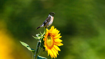 European stonechat on sunflower