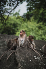 Group of Temple Monkey Family Sitting on Forest Rock. Rhesus Macaque.