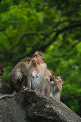 Group of Temple Monkey Family Sitting on Forest Rock. Rhesus Macaque Monkeys.