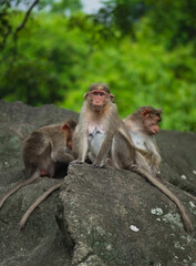 Group of Temple Monkey Family Sitting on Forest Rock. 