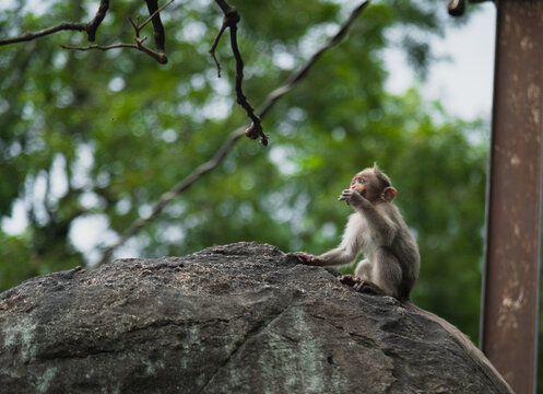 Baby Monkey Eating on the Forest Rock Stock image