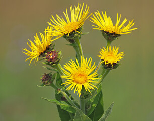 Yellow flower of Elecampane wild plant, Inula helenium