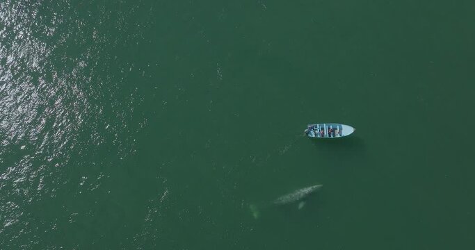 Grey Whale Breaching by Small Boat, Aerial Overhead Top Down View with Copy Space
