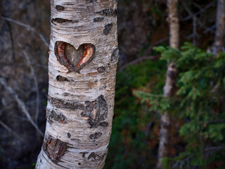 A heart carved into a birch trunk in the forest
