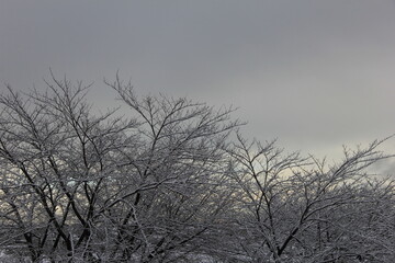 Fototapeta na wymiar 細い枝の一本一本に雪が積もっている「ソメイヨシノ」