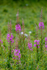 Schmalblättriges Weidenröschen (Epilobium angustifolium)