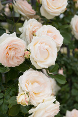 薔薇の花