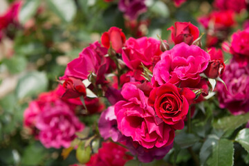 薔薇の花