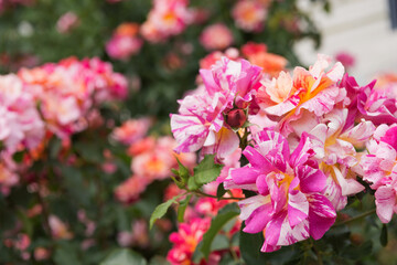 薔薇の花
