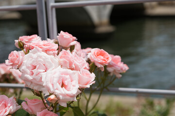 薔薇の花