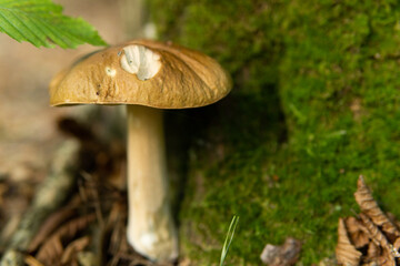 Boletus edulis English: white fungus, penny bun, boletus or king boletus, commonly referred to as porcini mushroom