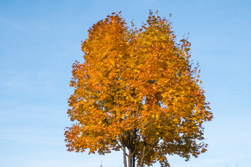 Tree with yellow leaves and blue sky