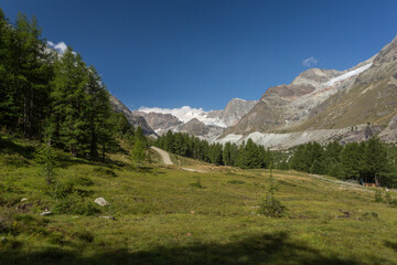 Fototapeta na wymiar Alpage et forêt vers Rifelalp
