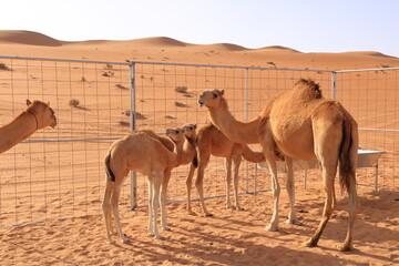 A camel with her three calfs in the desert in Oman