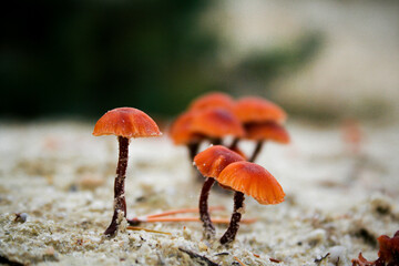 Small mushrooms in white sand