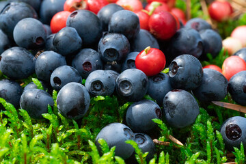 Wild berries on a green vegetative background in the forest.