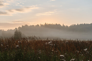 Dawn in village, forest field and weeds grass stand in fog illuminated by rays of rising sun. Morning landscape outside city. Concept of travel in Russia. Summer nature of Moscow region.