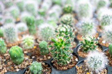 Close-up cactus in a pot with many cacti in the background.