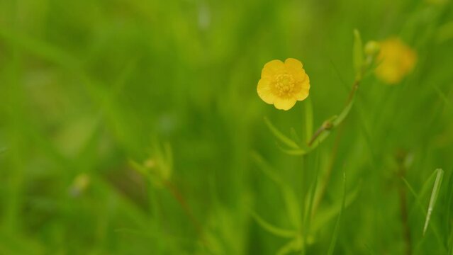 Beautiful flowers. Summer wind whimsical care eared grass, ranunculus in meadow. Ranunculus flammula. Slow motion.