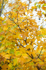 Beautiful yellow leaves in autumn day in foreground and blurry background. No people, copy space, banner