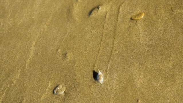 Tiny plough sea snail moving across wet beach sand at low tide