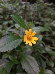 Wedelia Chinensis flower (Sphagneticola trilobata) grows wild in the tropics. beautiful flower