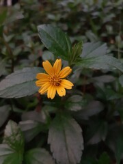 Wedelia Chinensis flower (Sphagneticola trilobata) grows wild in the tropics. beautiful flower