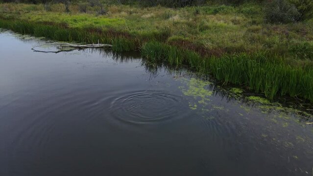 Beaver diving underneath the water surface near the shore of battle river in south west Alberta. Slow aerial approach