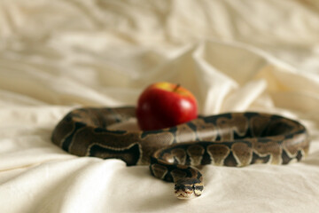 Beautiful snake and red apple on blanket                