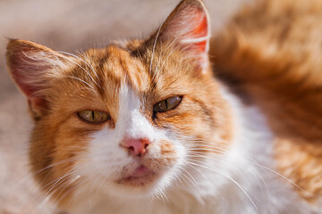 Cat with yellow eyes close up photo. Animal portrait