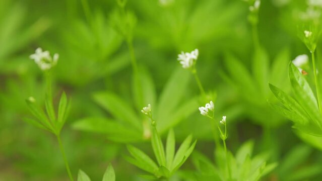 Galium odoratum with white flowers. Sweetscented bedstraw, woodruff. Close up.