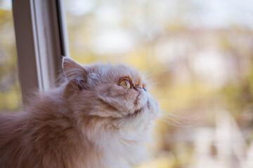 Fluffy persian cat near the window. Close up portrait