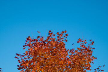 Yellow and red leaves and blue sky