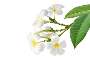 Keuken spatwand met foto White Plumeria ( Frangipani, leelawadee) blossom with stem and leaves isolated on white background.  Clipping path. © Paitoon