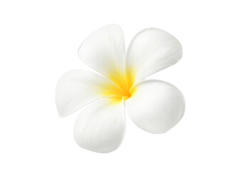 White Plumeria ( Frangipani, leelawadee) blossom isolated on white background.  Clipping path.