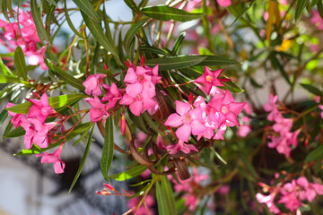 Nerium oleander in bloom, pink flowers and green leaves
