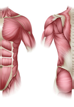 Human body muscles of the trunk shown from front and back anatomy or medical anatomical diagram illustration.
