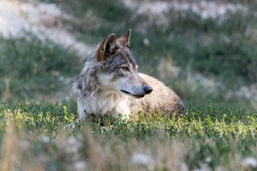 Grey Wolf