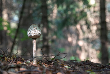 young mushroom in the forest