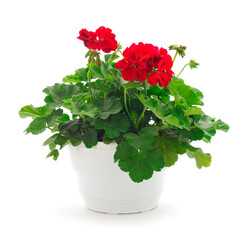 Beautiful geranium flower in pot. - obrazy, fototapety, plakaty