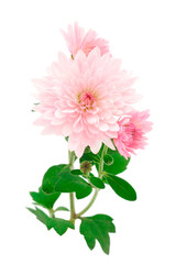  Flowers of chrysanthemum.