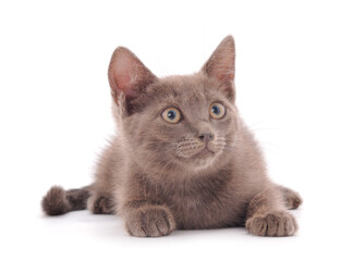 Fototapeta premium Little gray kitten lies.