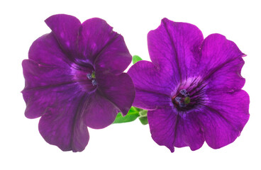 Beautiful flower purple petunia.